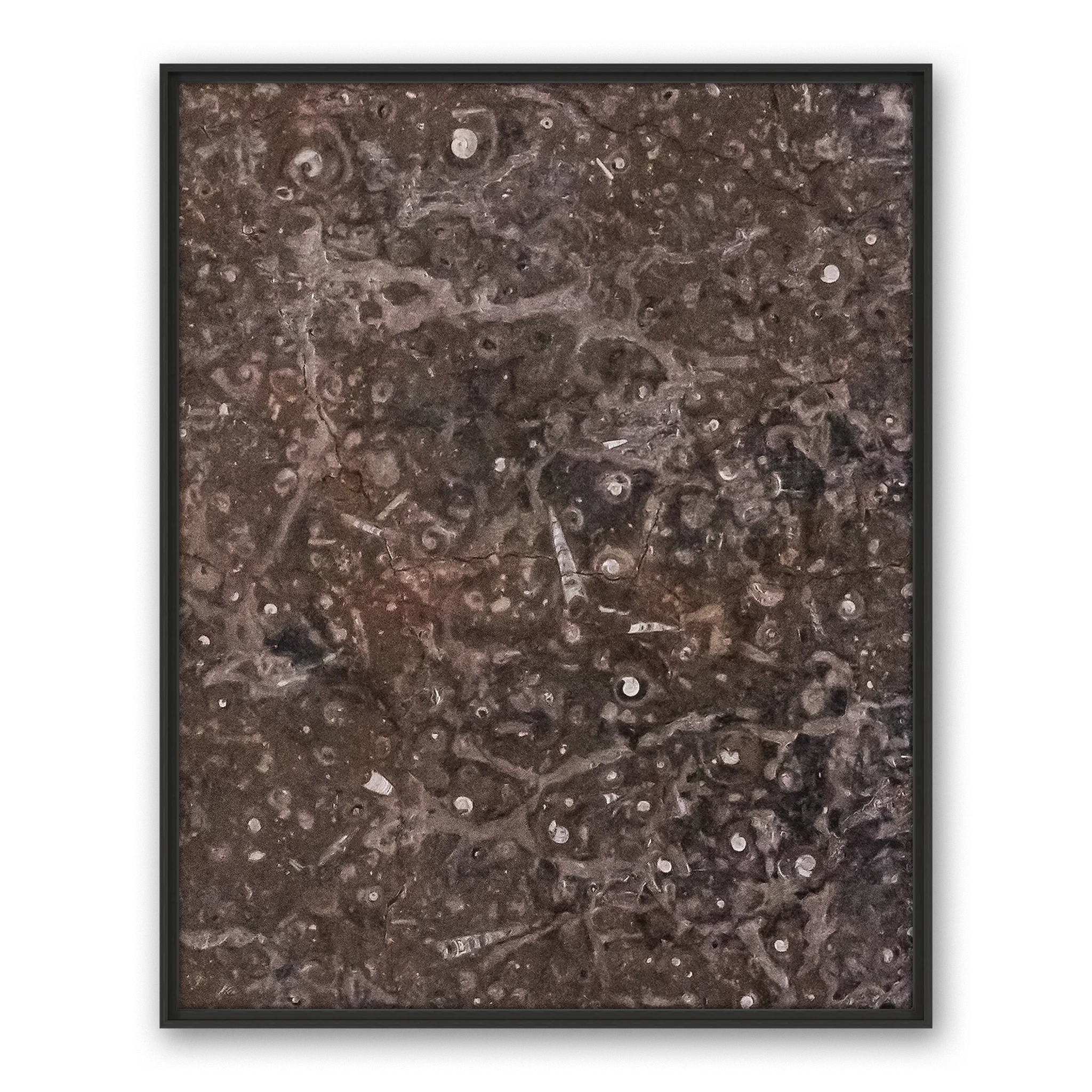 Tempus Bivalvia Tempus Bivalvia