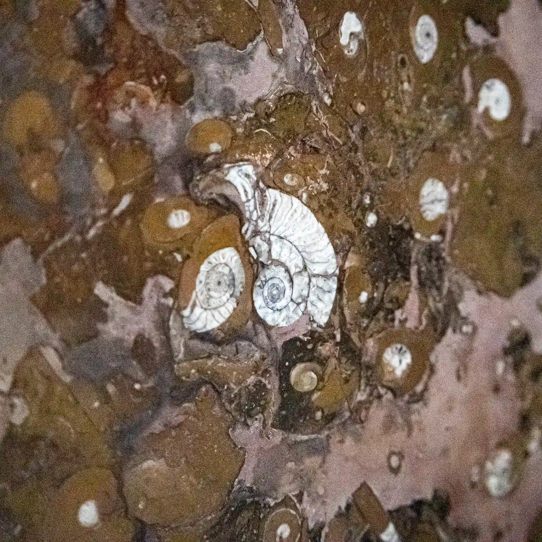 Tempus Bivalvia Tempus Bivalvia