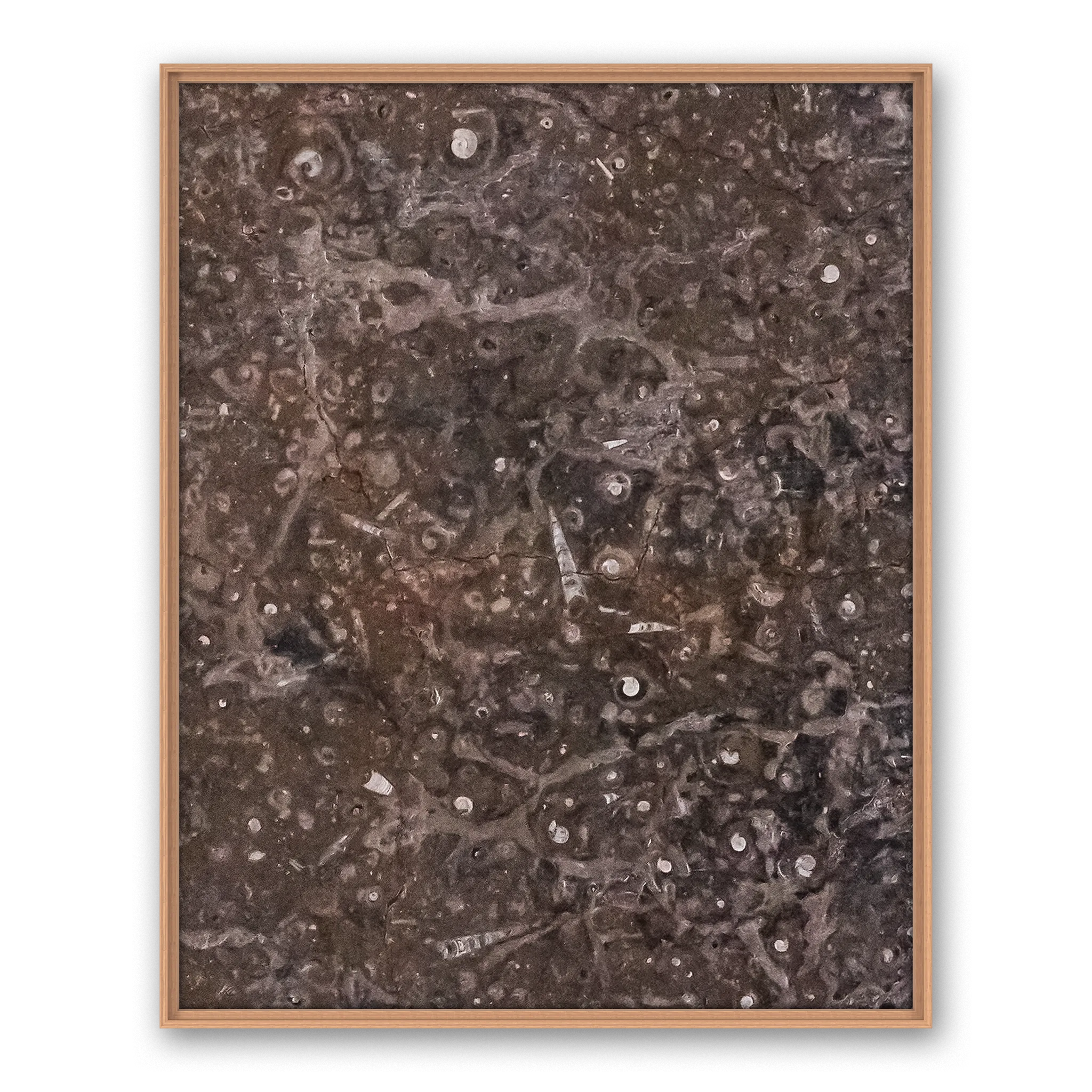 Tempus Bivalvia Tempus Bivalvia